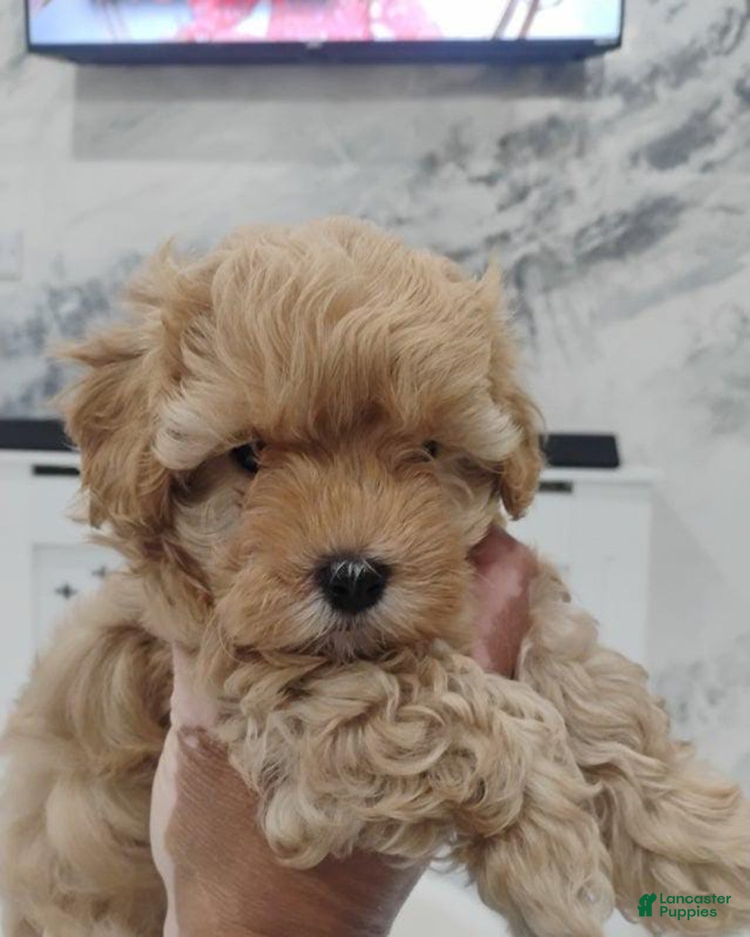 Maltipoo dogs for sale: Orion - Image 6