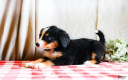 Bernese Mountain Dog dogs for sale: Layla - Image 2