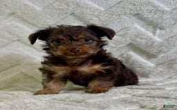Yorkiepoo dogs for sale: Hershey - Image 3