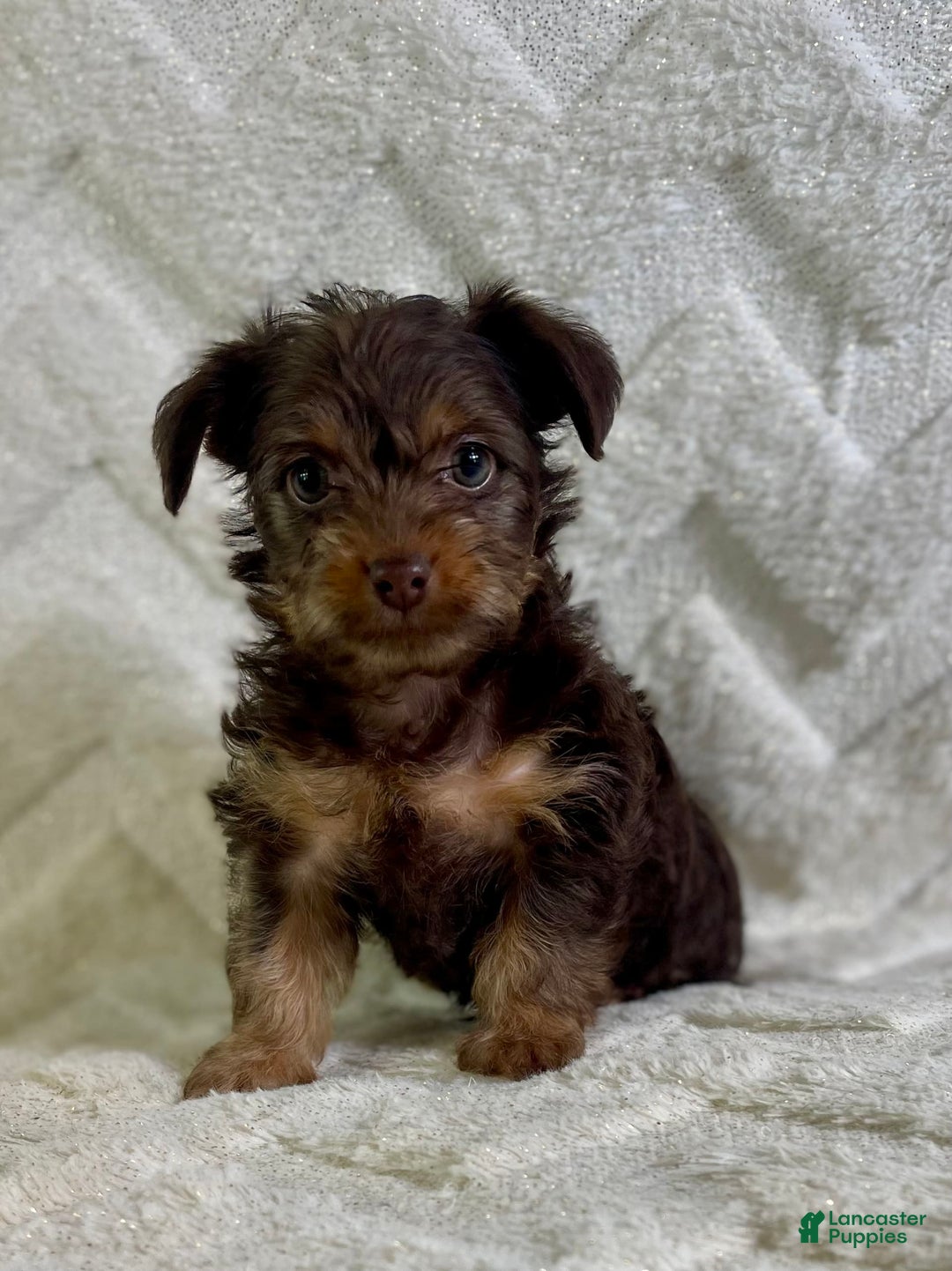 Yorkiepoo dogs for sale: Hershey - Image 3