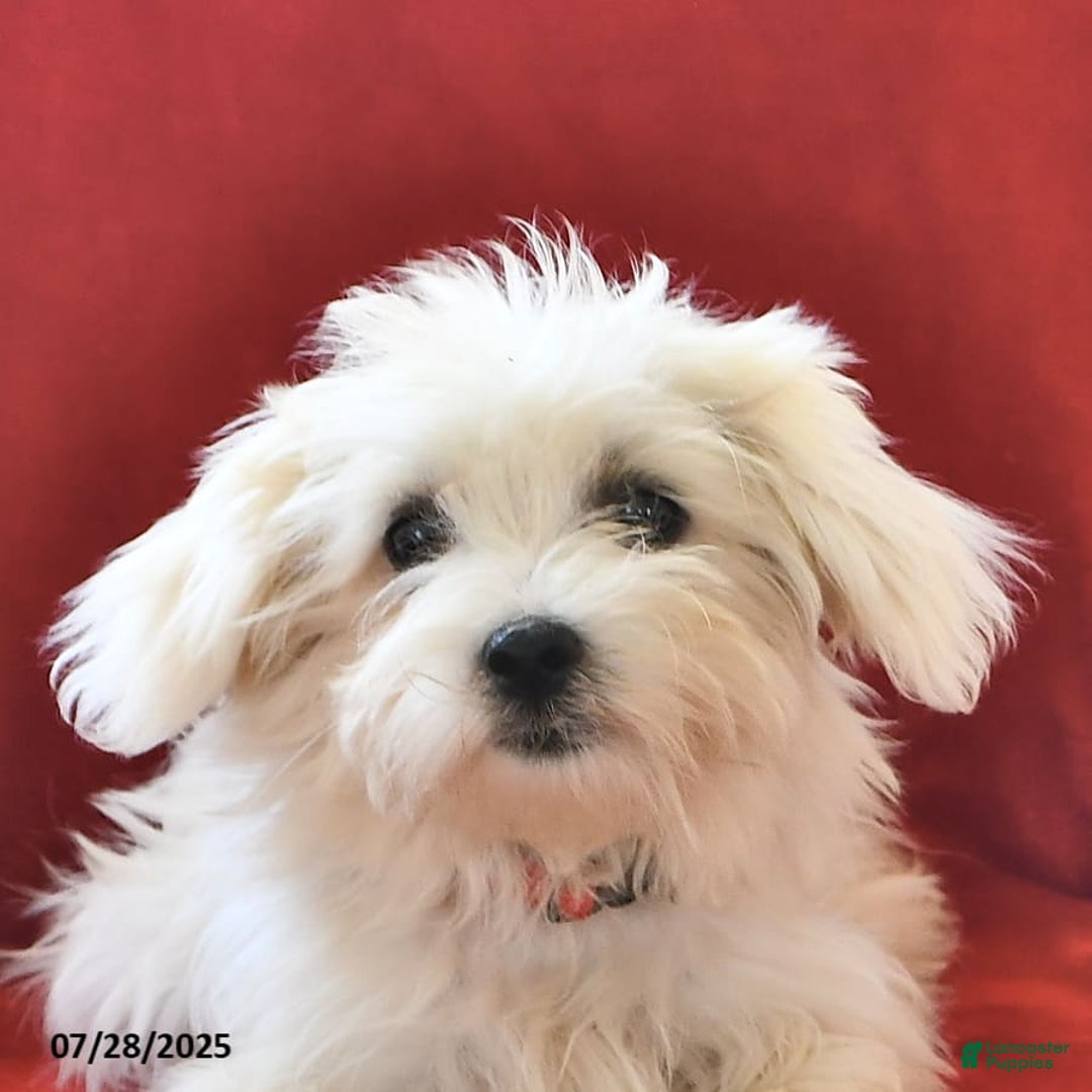 Maltese dogs for sale: Stardust - Image 5