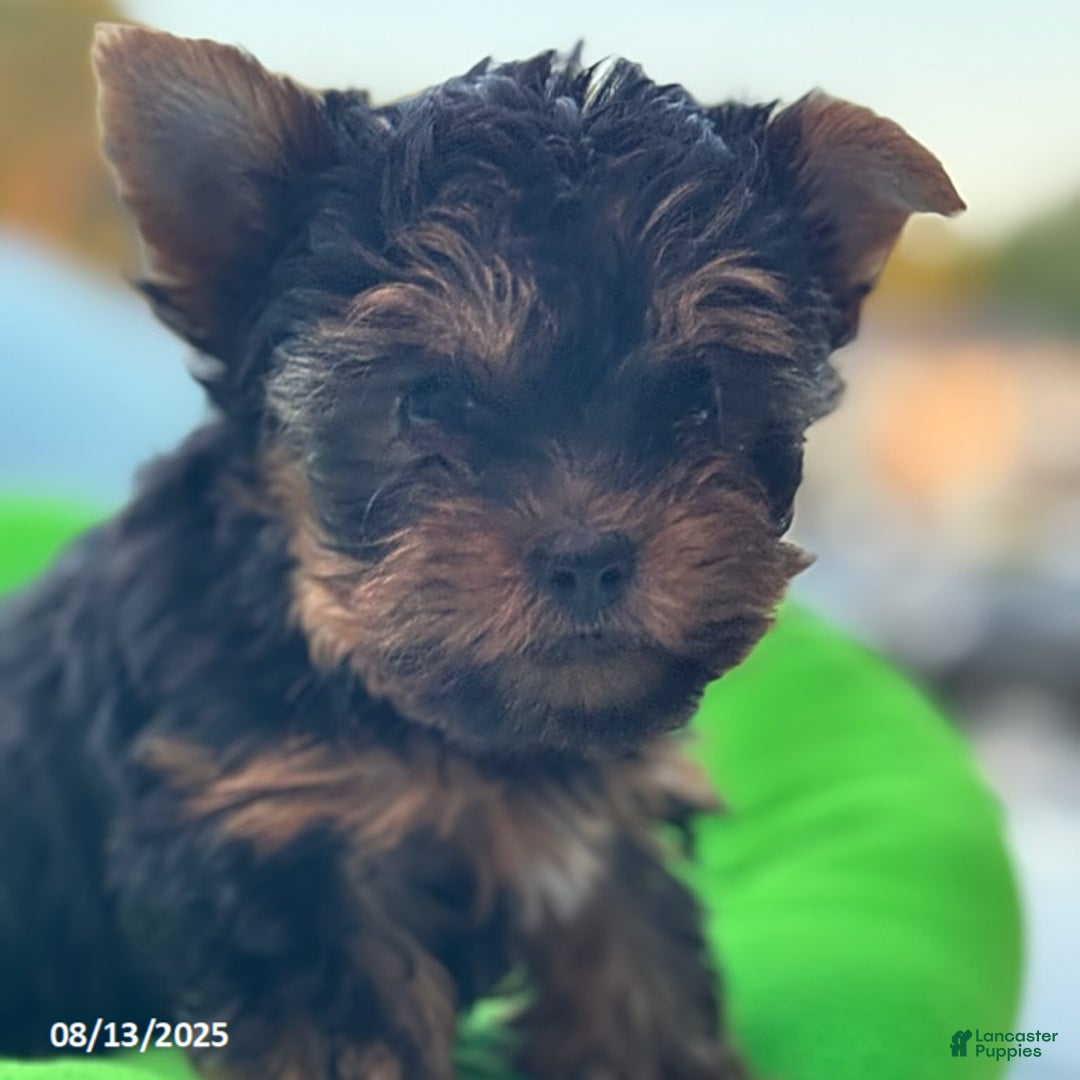 Yorkshire Terrier dogs for sale: Chanel - Image 2