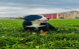 Bernese Mountain Dog dogs for sale: Joker - Image 6