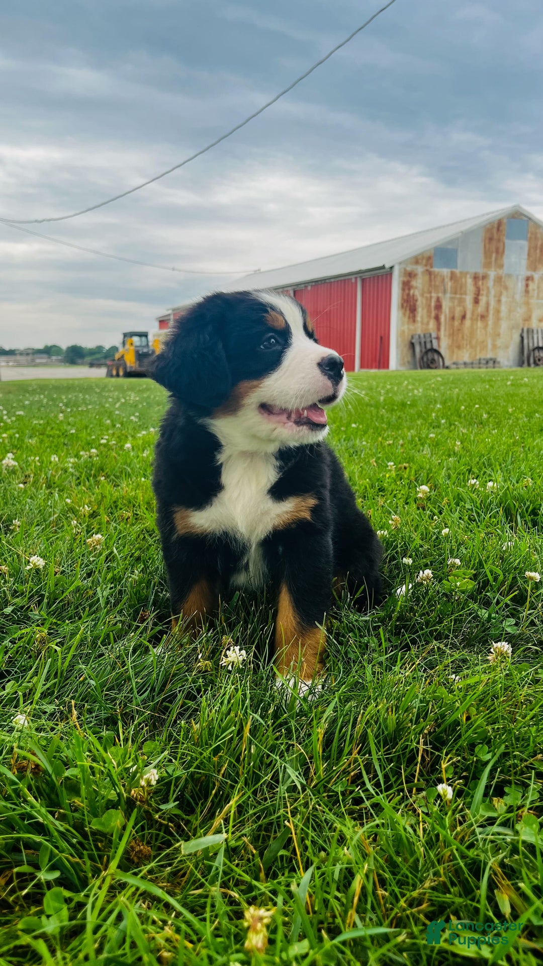 Bernese Mountain Dog dogs for sale: Joker - Image 6