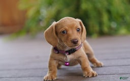 Miniature Dachshund dogs for sale: Miniature Dachshund 3 puppies - Image 13
