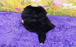 Bernese Mountain Dog dogs for sale: Sunset - Image 2