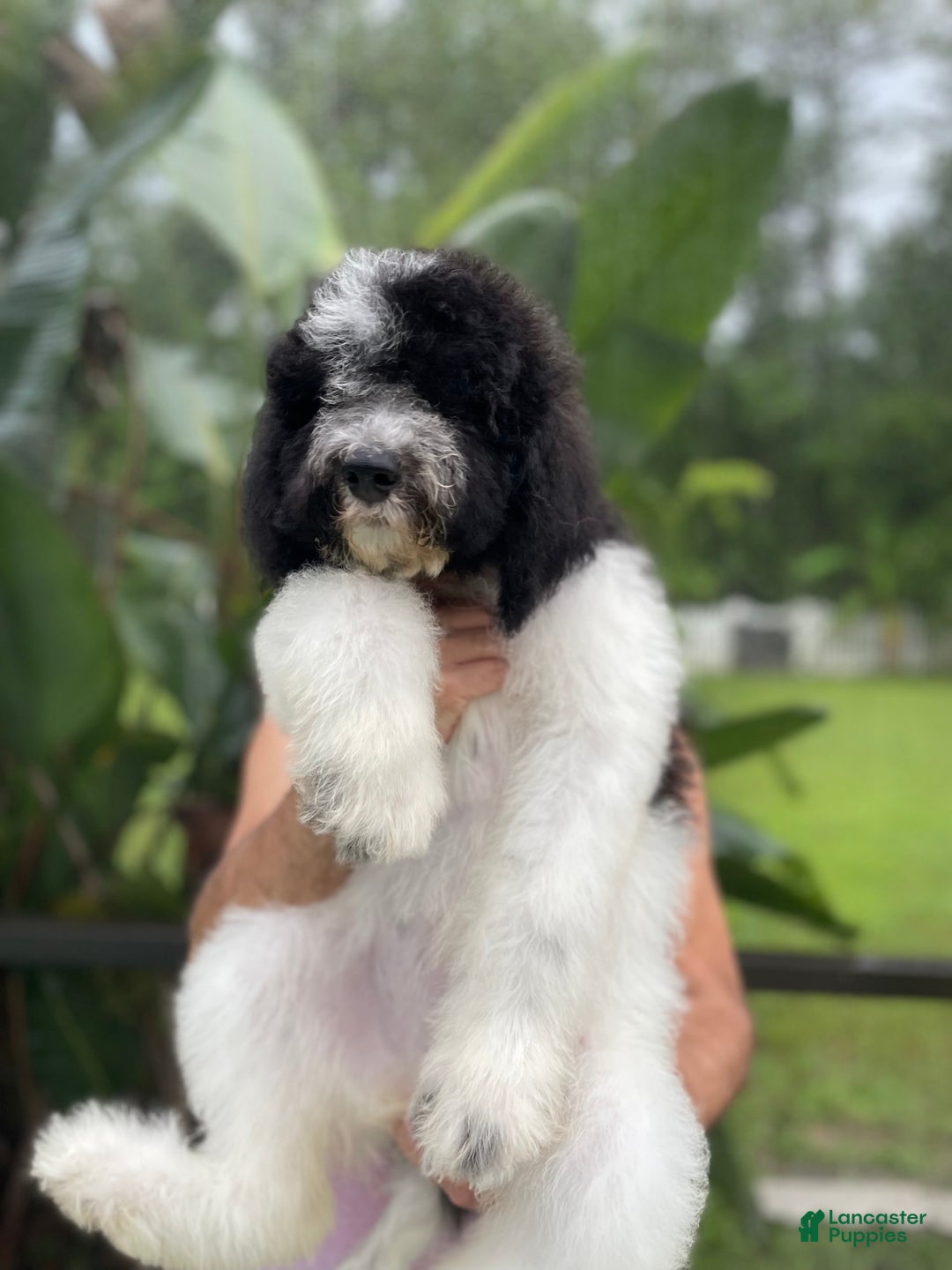 Goldendoodle dogs for sale: Lexy - Image 5