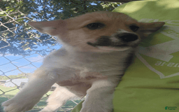 Welsh Corgi Pembroke dogs for sale: Novas Girl 3 - Image 10