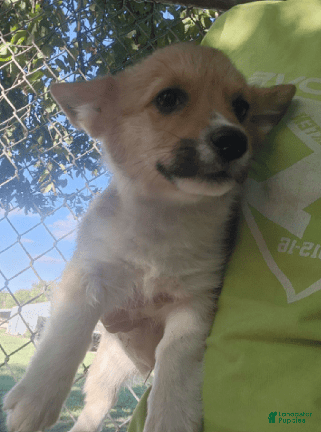 Welsh Corgi Pembroke dogs for sale: Novas Girl 3 - Image 10