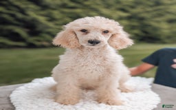 Standard Poodle dogs for sale: Charlie-moyen Poodle - Image 3