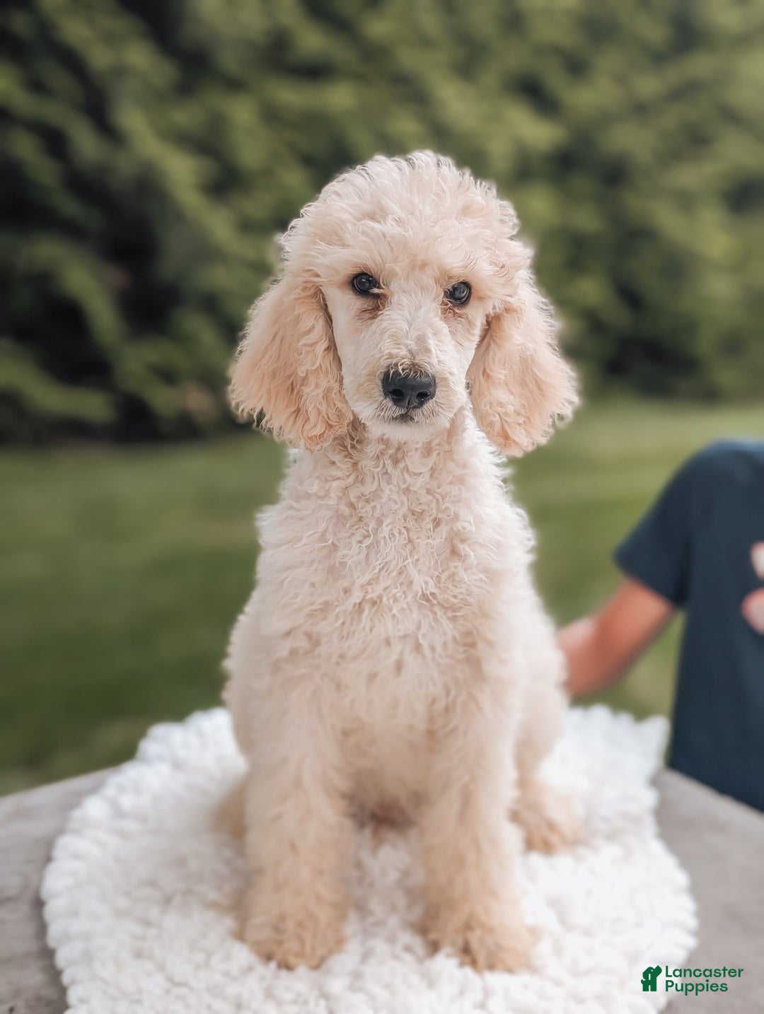 Standard Poodle dogs for sale: Charlie-moyen Poodle - Image 3