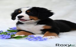 Bernese Mountain Dog dogs for sale: Roxy - Image 4