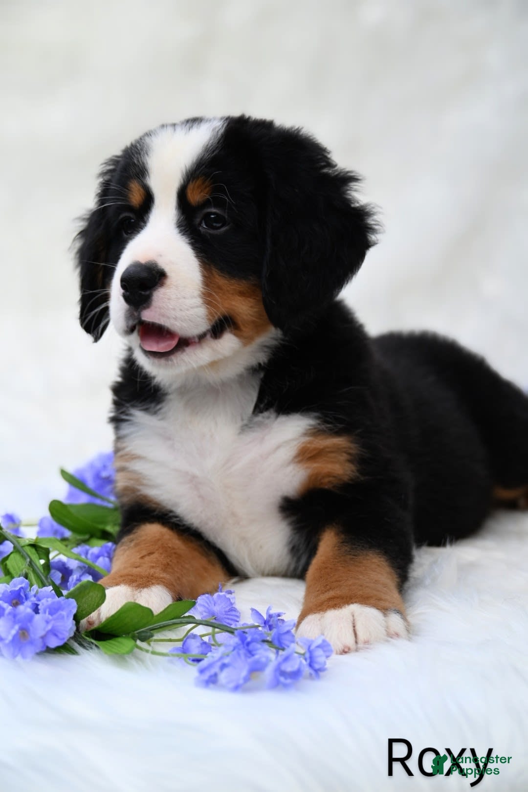 Bernese Mountain Dog dogs for sale: Roxy - Image 4