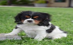 Cavalier King Charles Spaniel dogs for sale: Sissy - Image 1