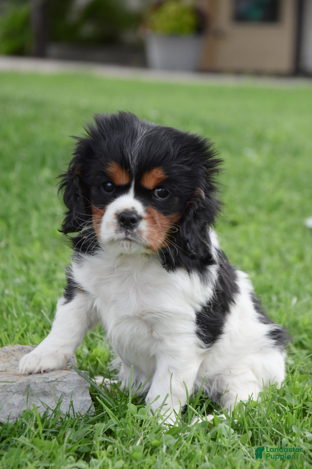 Cavalier King Charles Spaniel dogs for sale: Sissy - Image 1