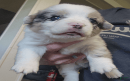 Welsh Corgi Pembroke dogs for sale: Boy 1 - Image 1