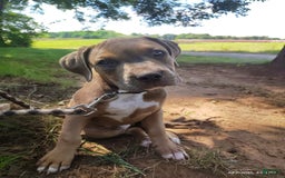 American Bully dogs for sale: Diesel - Image 7