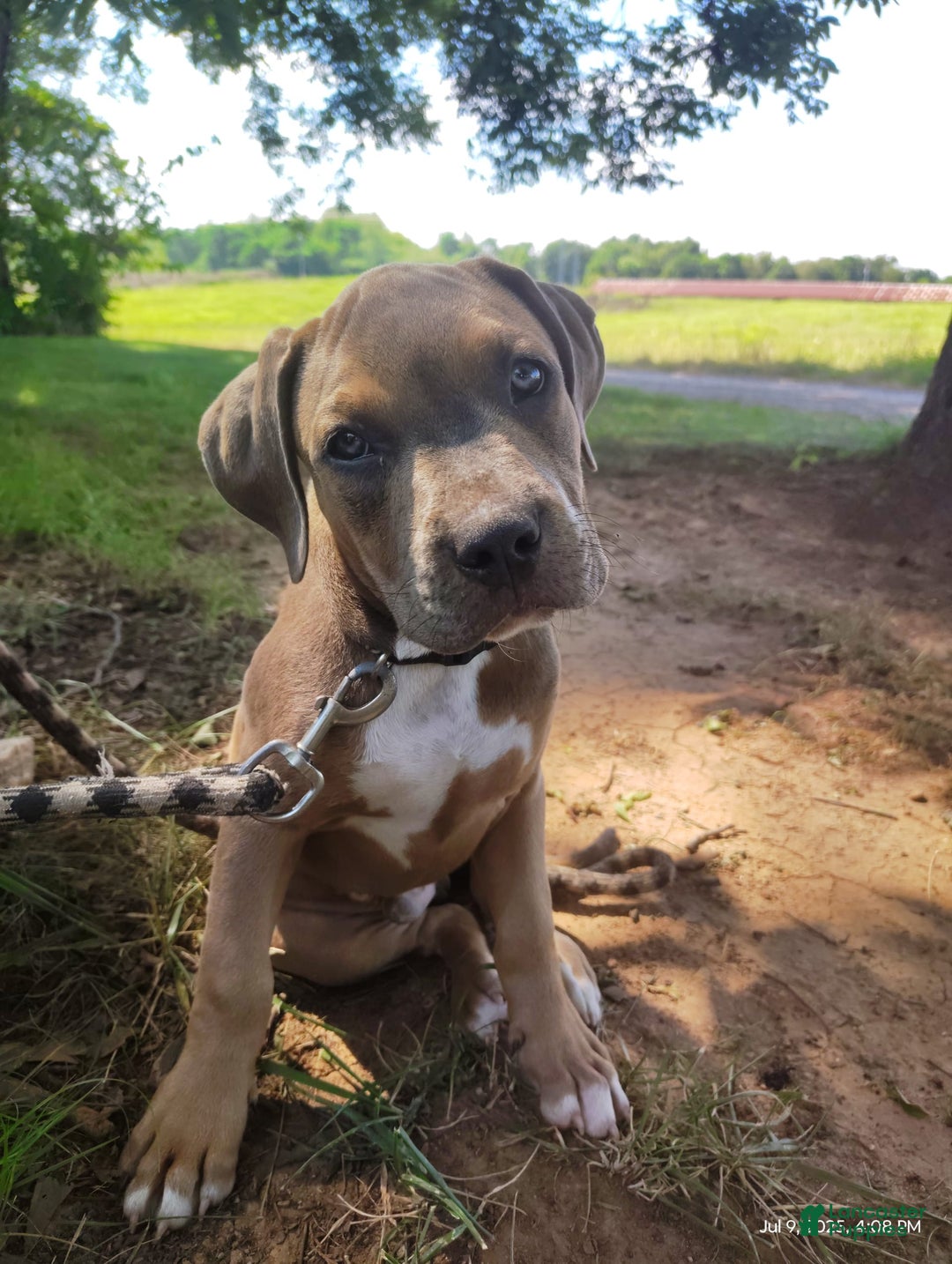 American Bully dogs for sale: Diesel - Image 7