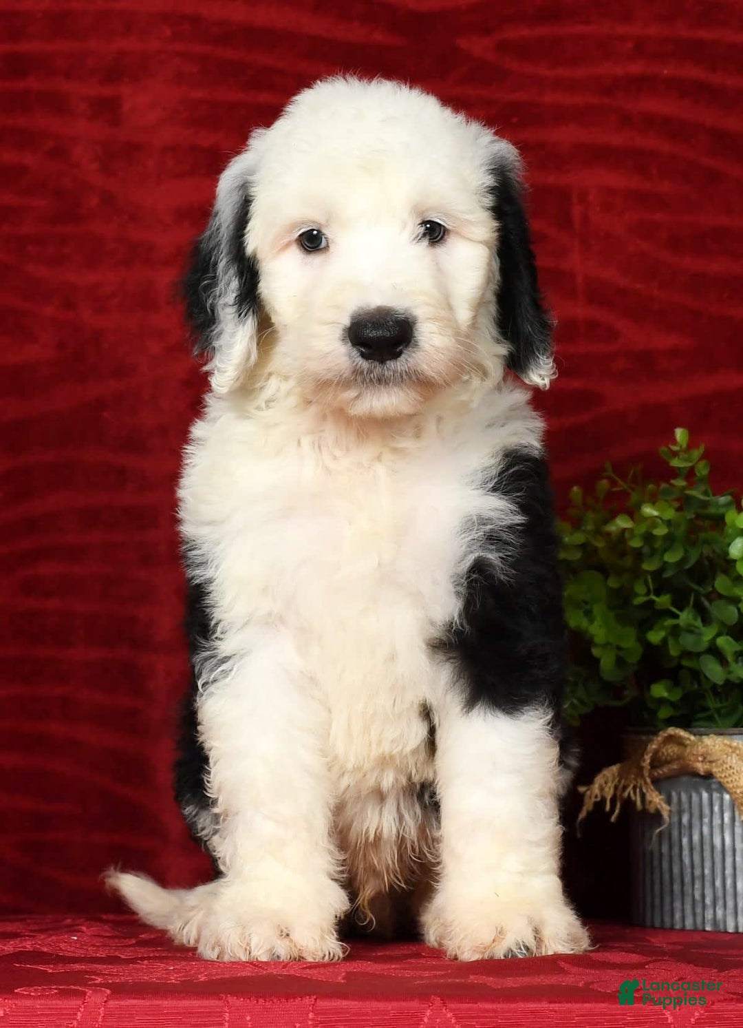 Sheepadoodle dogs for sale: Benji - Image 9