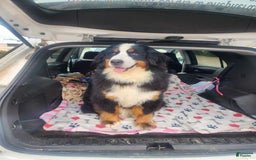 Bernese Mountain Dog dogs for sale: Yellow - Image 4