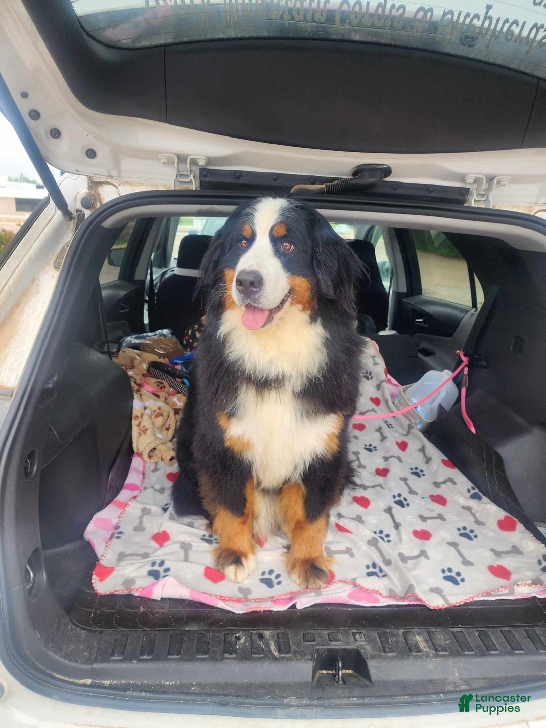 Bernese Mountain Dog dogs for sale: Yellow - Image 4