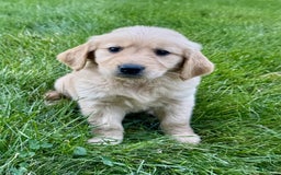 Golden Retriever dogs for sale: Fenn - Image 4