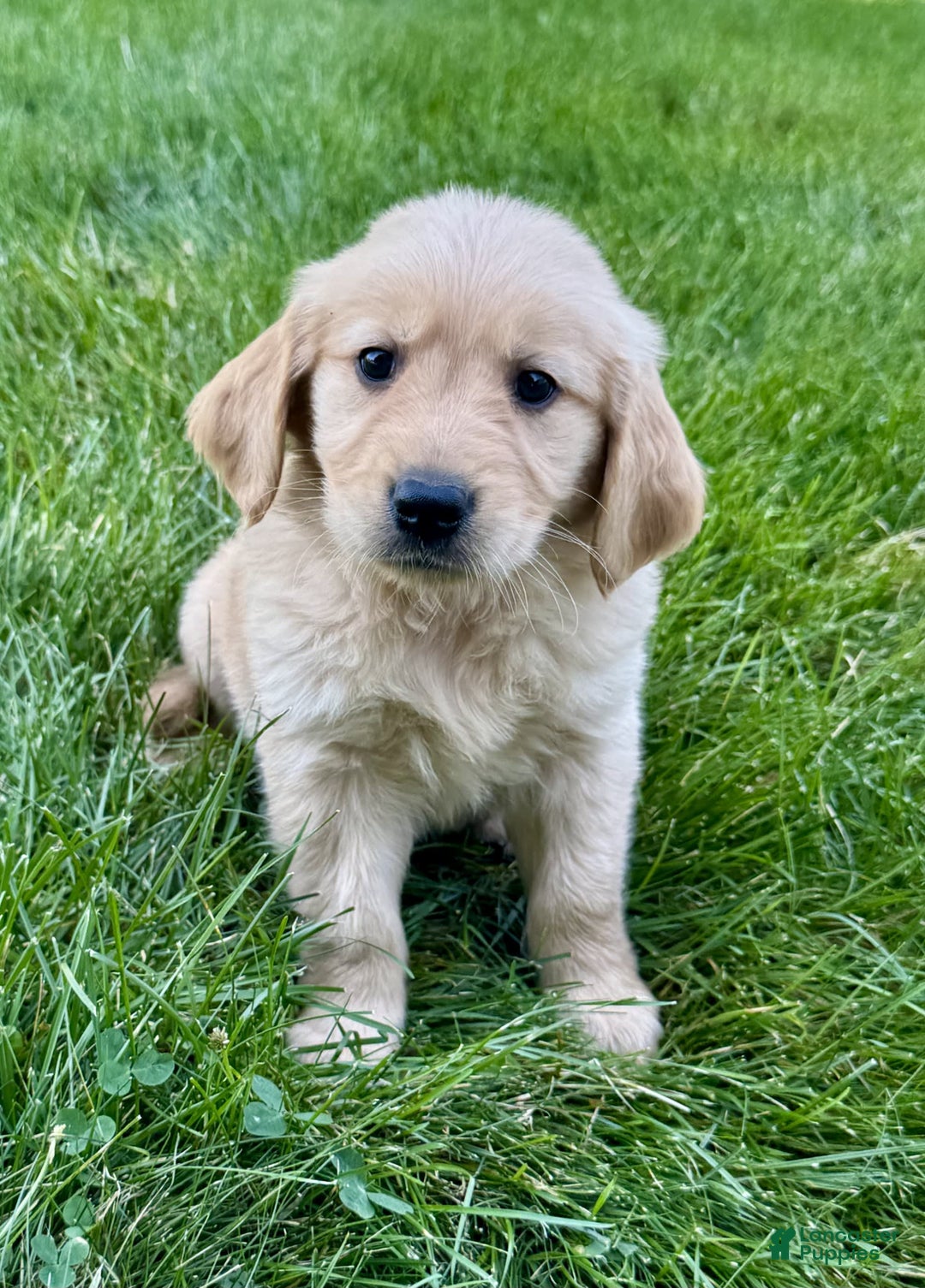 Golden Retriever dogs for sale: Fenn - Image 4