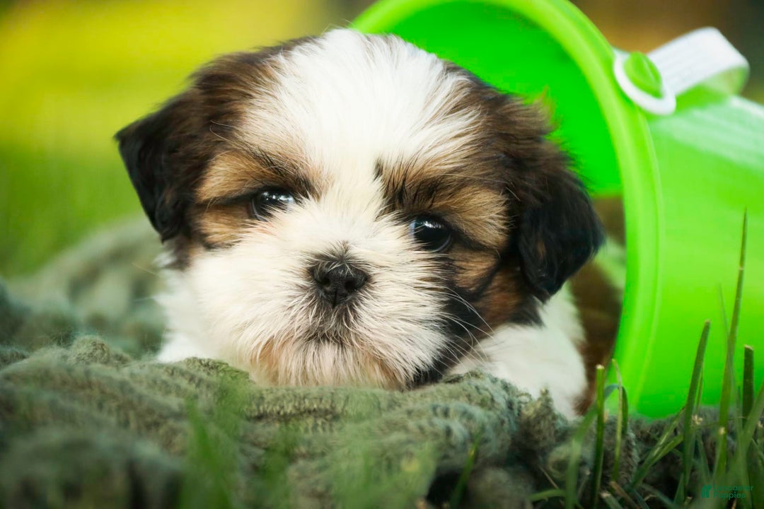 Shih Tzu dogs for sale: Charlotte - Image 6