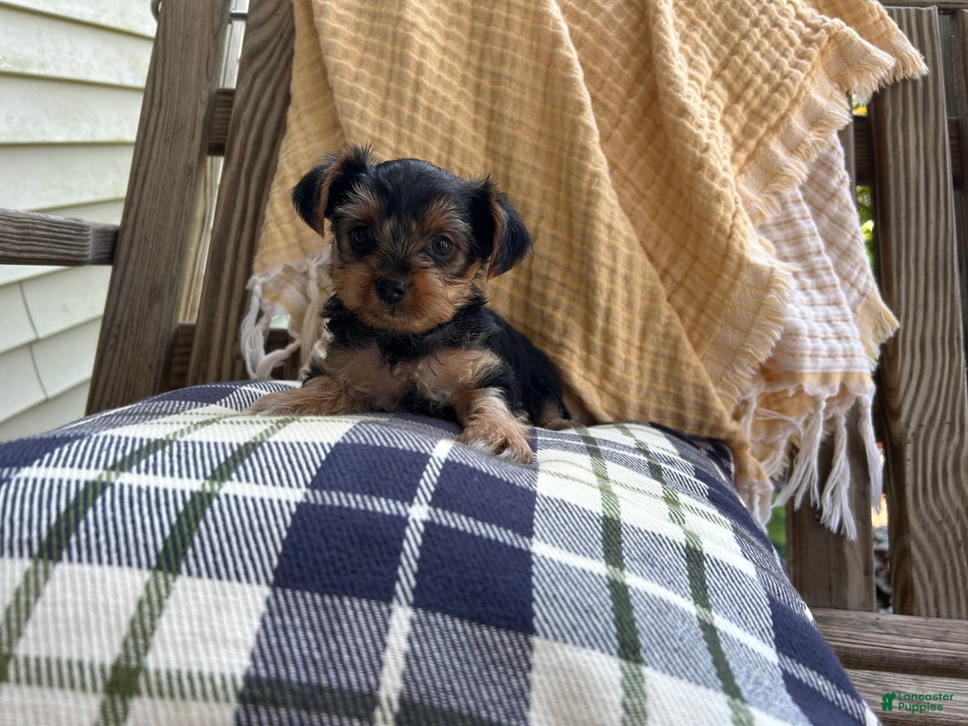 Yorkshire Terrier dogs for sale: Rey - Image 1