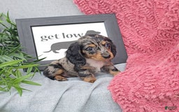 Miniature Dachshund dogs for sale: JOSEPHINE - Image 3
