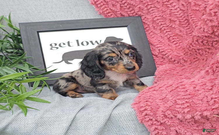 Miniature Dachshund dogs for sale - Ad 1