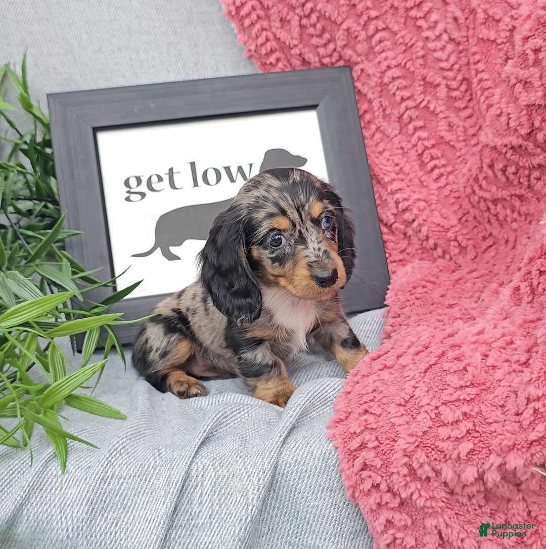 Miniature Dachshund dogs for sale: JOSEPHINE - Image 3
