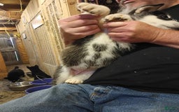 Alaskan Malamute dogs for sale: Puppy 1 - Image 3