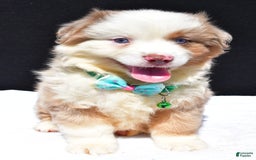 Miniature Australian Shepherd dogs for sale: Jamie - Image 7