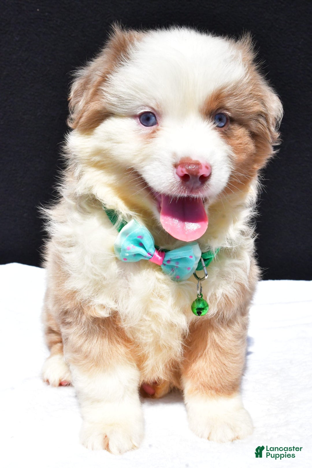 Miniature Australian Shepherd dogs for sale: Jamie - Image 7