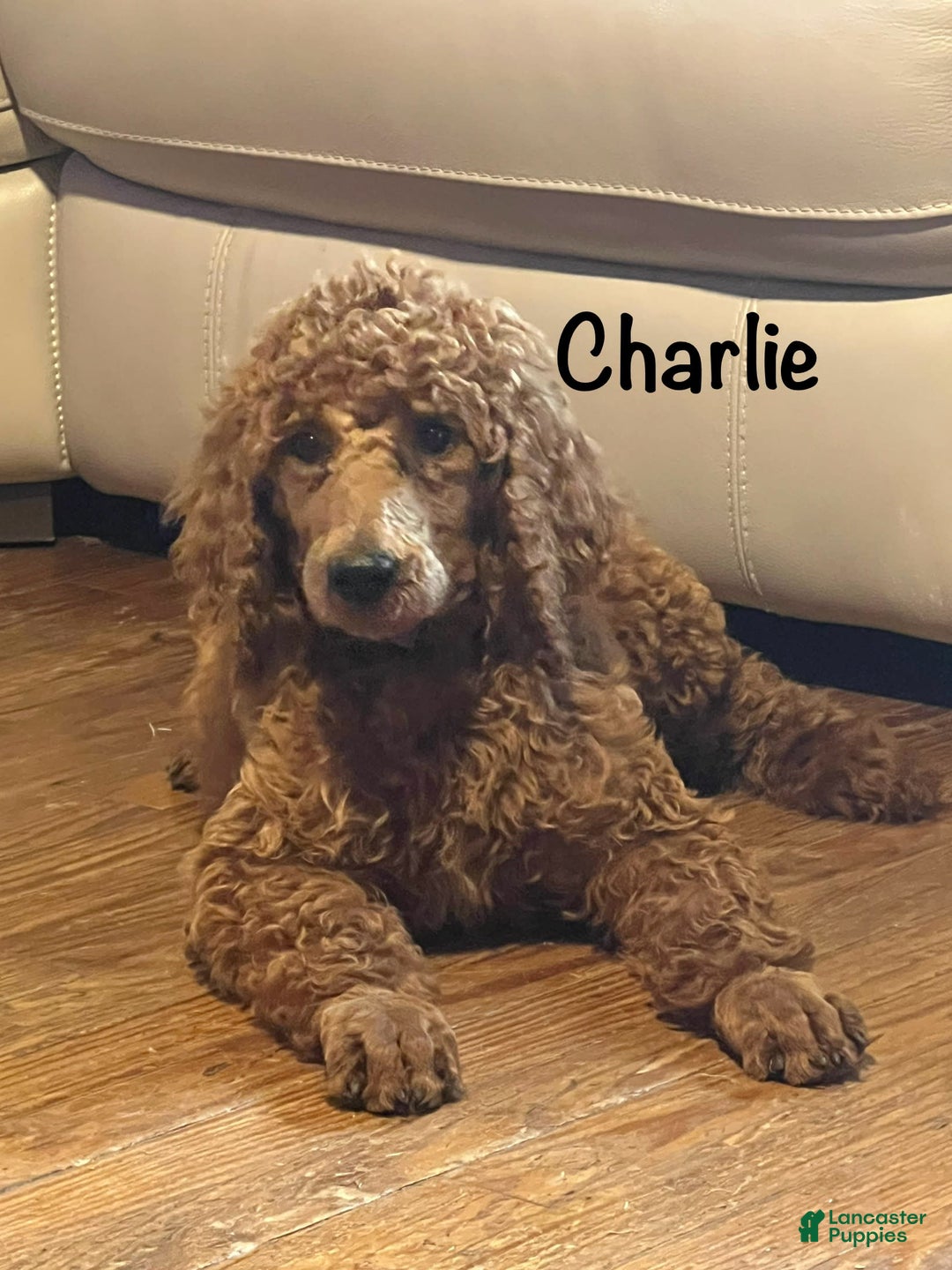 Standard Poodle dogs for sale: Charlie - Image 7