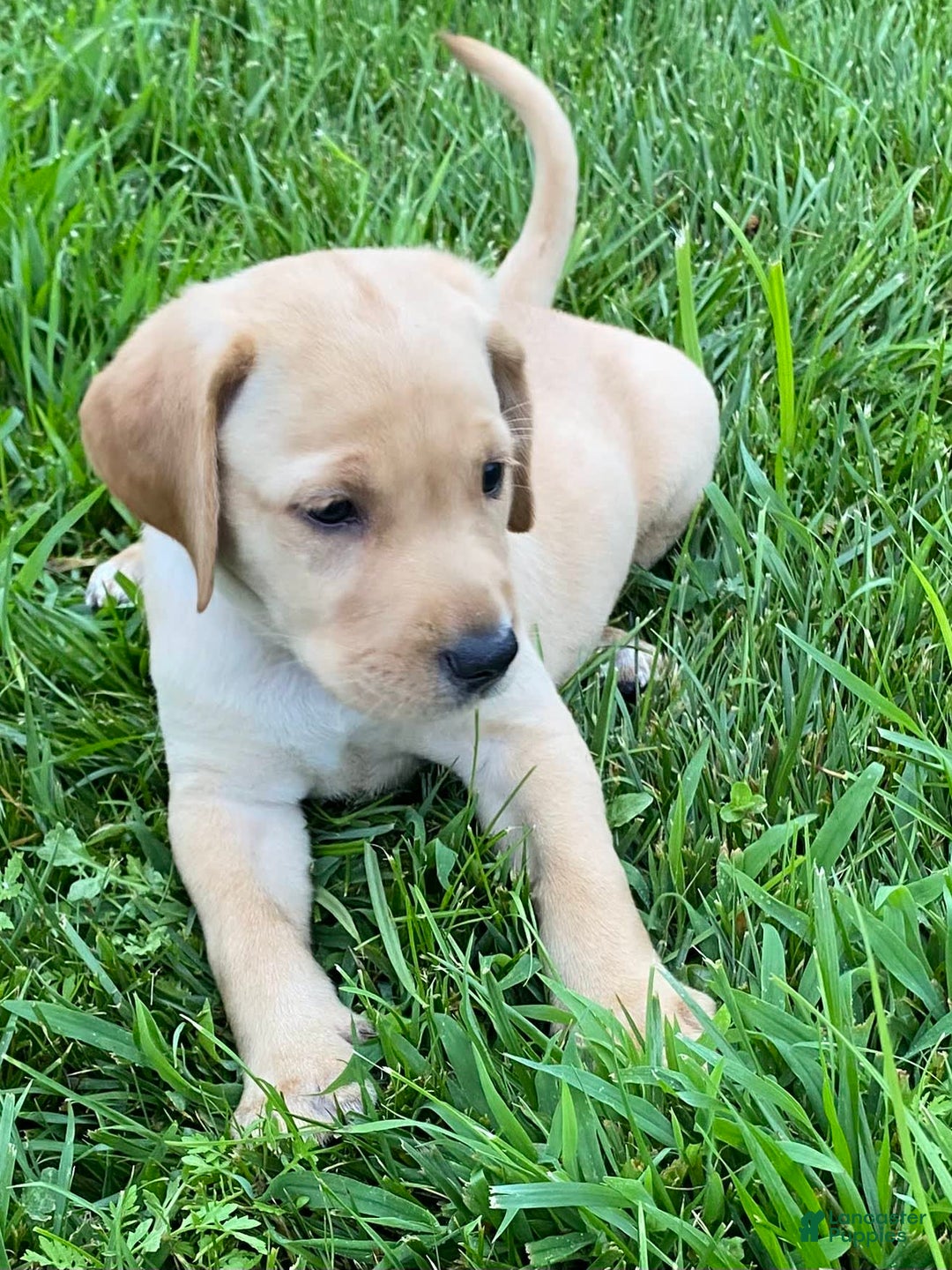 Labrador Retriever dogs for sale: Sarah - Image 2
