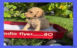 Goldendoodle dogs for sale: Blue Collar - Image 3