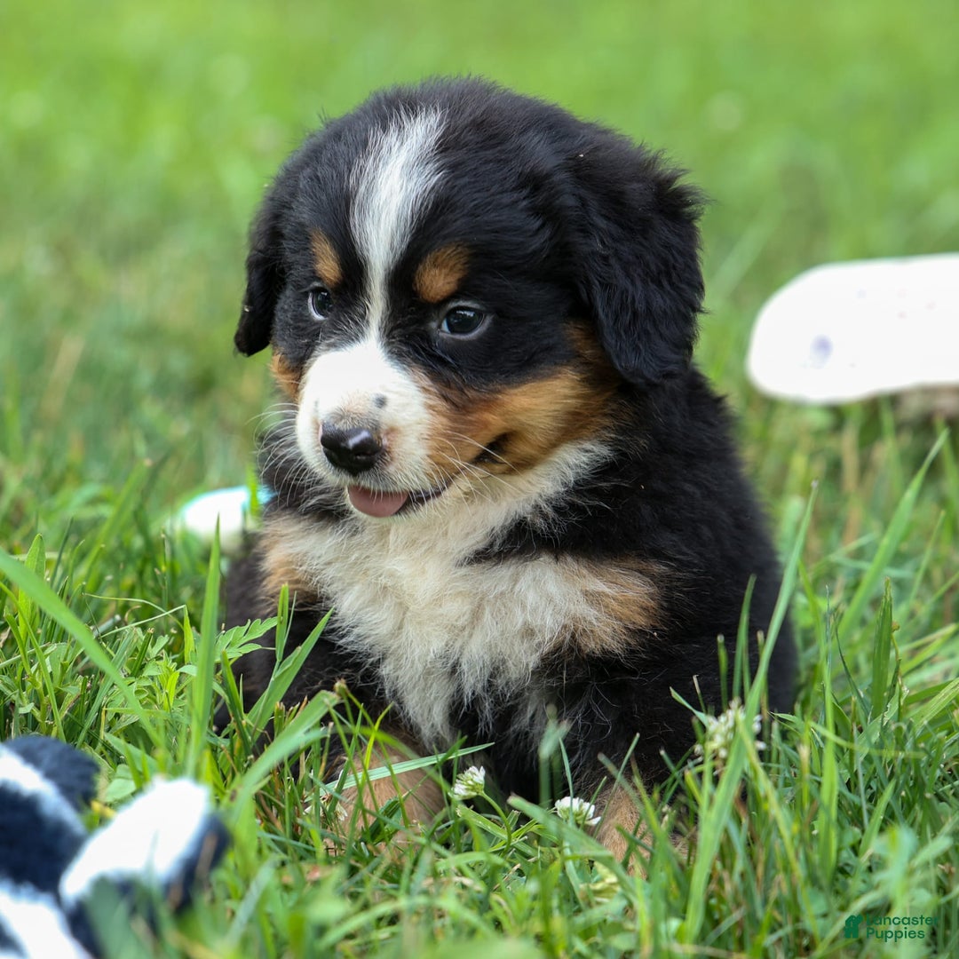 Bernese Mountain Dog dogs for sale: Seth - Image 4