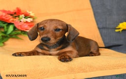Miniature Dachshund dogs for sale: Patrick - Image 11