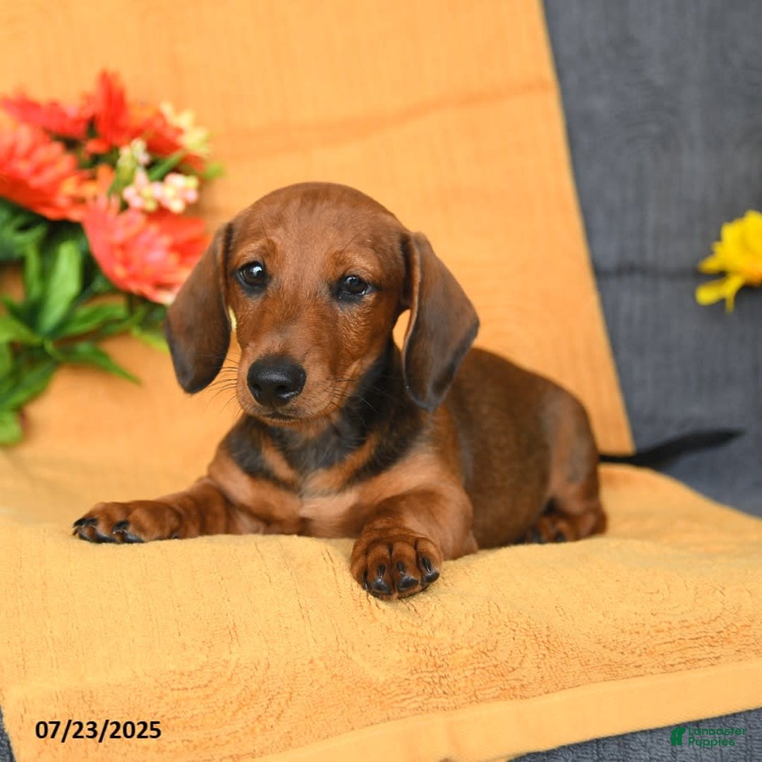 Miniature Dachshund dogs for sale: Patrick - Image 11