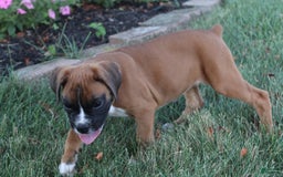 Boxer dogs for sale: Zoey - Image 6
