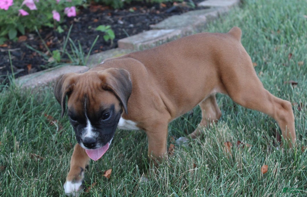 Boxer dogs for sale: Zoey - Image 6