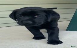 Labrador Retriever dogs for sale: Lilly - Image 5