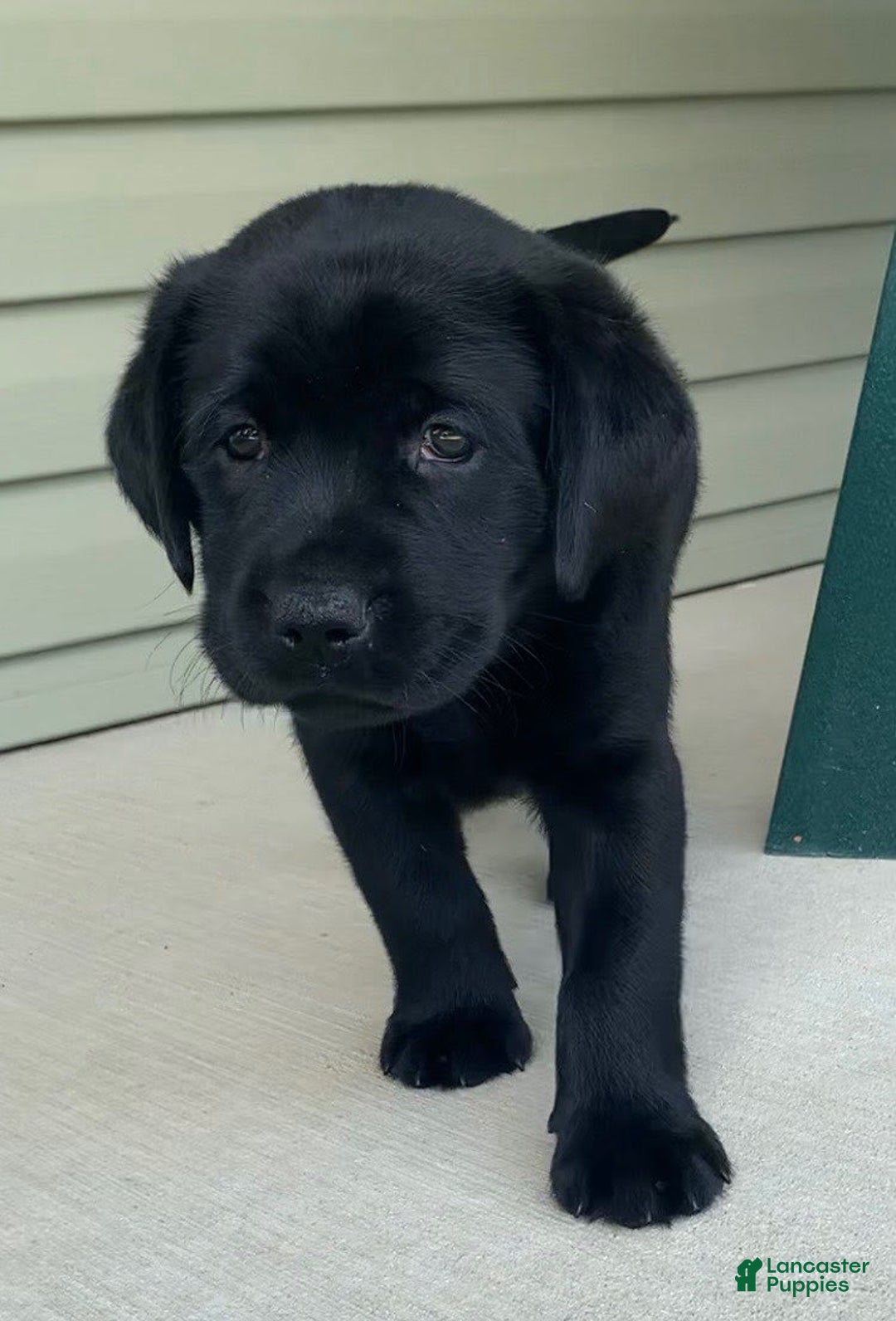 Labrador Retriever dogs for sale: Lilly - Image 5