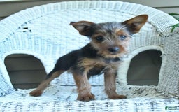 Yorkshire Terrier dogs for sale: Tucker - Image 10