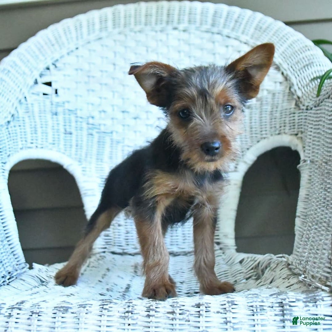 Yorkshire Terrier dogs for sale: Tucker - Image 10