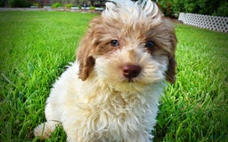 Havapoo dogs for sale: Vegas - Image 16