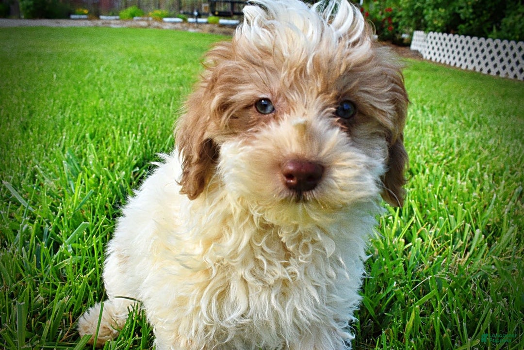 Havapoo dogs for sale: Vegas - Image 16