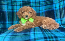 Cockapoo dogs for sale: Taco - Image 3